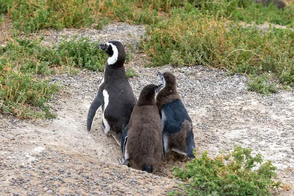 Hungry Young Magellanic Penguins Begging Parents Request Food Punta Tombo — Stock Photo, Image