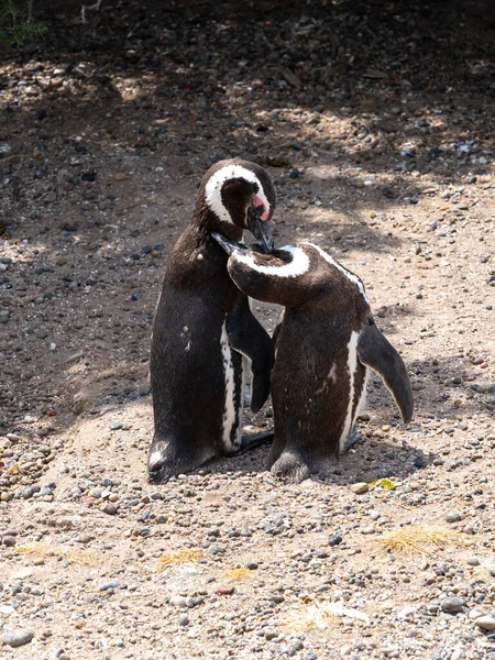 Magellanic Penguin Feeding Two Hungry Young Magellanic Penguins Punta Tombo — Stock Photo, Image
