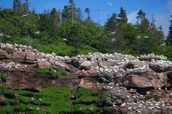ペルス ガスペ ケベック カナダに近いボナベンチャー島の北ガネットコロニー — ストック写真