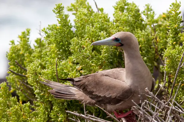 Yuvada kırmızı ayaklı bubi (Sula sula), Galapagos Adaları, Ekvador