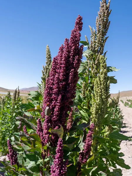 Stalk Quinoa Plants Farm Field Bolivian Quinoa Chenopodium Quinoa Herbaceous — Stock Photo, Image