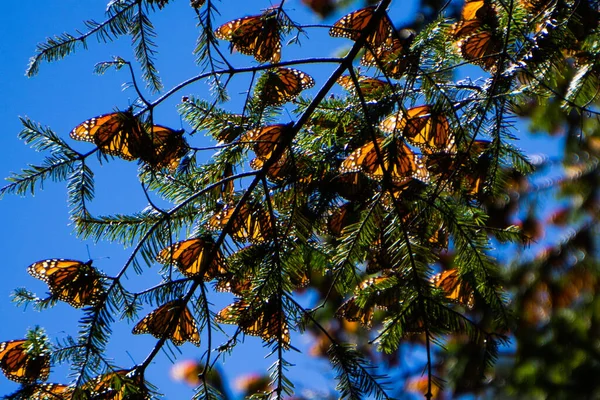 Monarca Farfalle Ramo Albero Sfondo Cielo Blu Michoacan Messico — Foto Stock