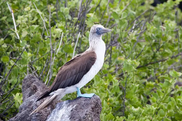 Galapagos adalarındaki kuş, Ekvador  