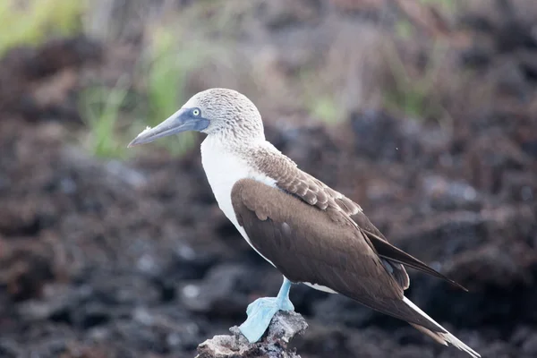 Blå Fotade Bröst Utför Parning Dans Galapagosöarna Ecuador Stilla Havet — Stockfoto