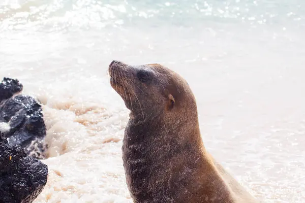 Ett Sjölejon Stranden Galapagosöarna Ecuador — Stockfoto