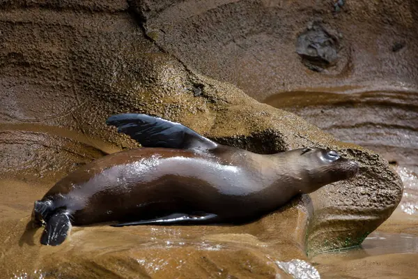 Seelöwe Schläft Auf Einem Felsen Auf Den Galapagos Inseln Ecuador — Stockfoto