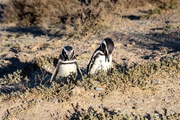 Magellanic Penguin Feeding Two Hungry Young Magellanic Penguins Punta Tombo — Stock Photo, Image
