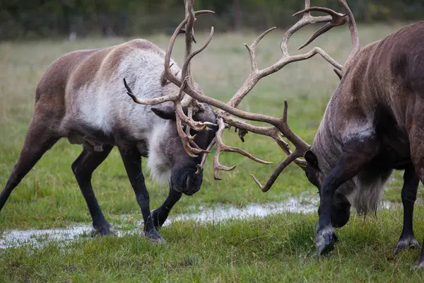 Two Caribous Fighting Alaska Usa Reindeer Also Known Caribou North — Stock Photo, Image