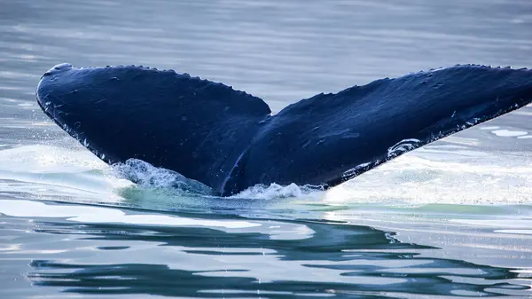 Humpback Whale Megaptera Novaeangliae Tail Juneau Alaska — Stock Photo, Image