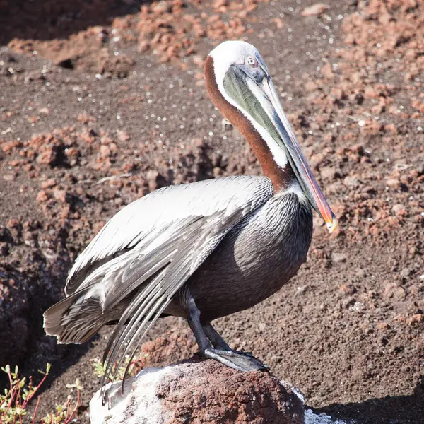 Brown Pelican Pelecanus Occidentalis Galapagos Islands Ecuador Pacific South America — Stock Photo, Image
