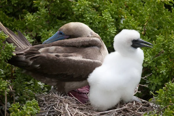 Red Footed Booby Sula Sula Chick Nest Galapagos Islands Ecuador — Stock Photo, Image