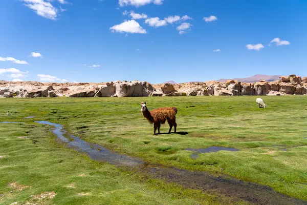 Bolivya, Altiplano 'daki çayırda bir lama (Lama glama). Lama (Lama glama), evcilleştirilmiş bir Güney Amerika kamelyasıdır..