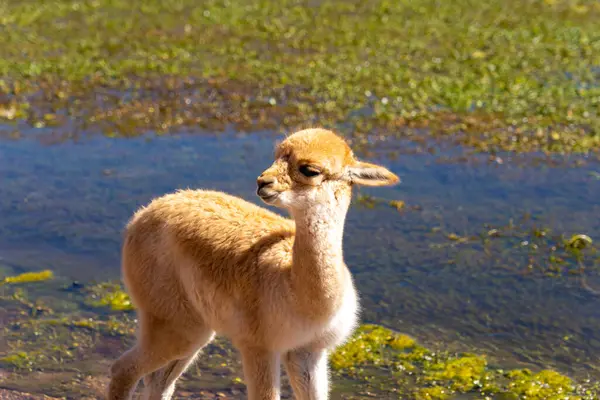 智利圣佩德罗德阿塔卡马附近的水边有一个维多利亚宝宝 Vicuna Lama Vicugna 是南美洲两种野生骆驼中的一种 — 图库照片