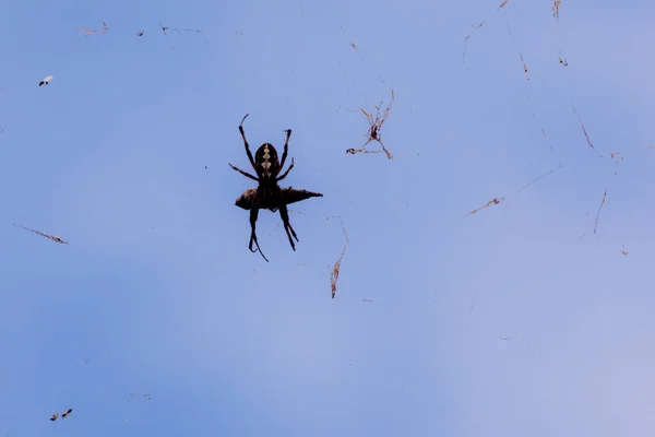 Örümceğe Yaklaş — Stok fotoğraf