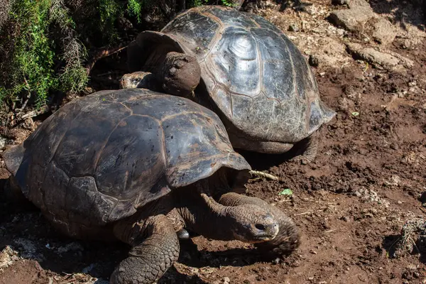 Giant Tortoises Darwin Station Galapagos Islands Ecuador — Stock Photo, Image