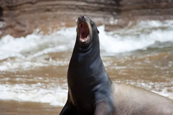 Ein Seelöwe Gähnt Auf Den Galapagos Inseln Ecuador Stockbild