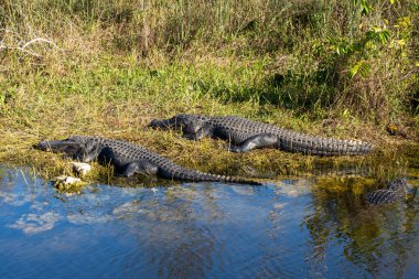 ABD 'nin Florida eyaletindeki Everglades Ulusal Parkı' ndaki bataklıkta bulunan iki Amerikan Timsahı (Alligator Missippiensis). Everglades Ulusal Parkı 1,5 milyon dönümlük bir arazidir..