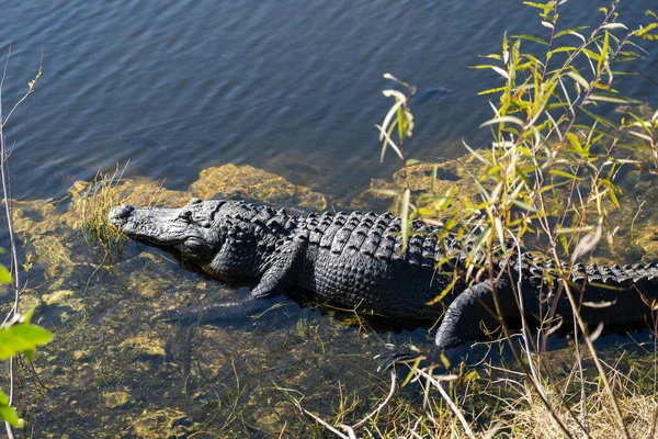 Bir Amerikan Timsah (Alligator Missippiensis), ABD 'nin Florida eyaletindeki Everglades Ulusal Parkı' ndaki bataklıkta. Everglades Ulusal Parkı 1,5 milyon dönümlük bir arazidir..