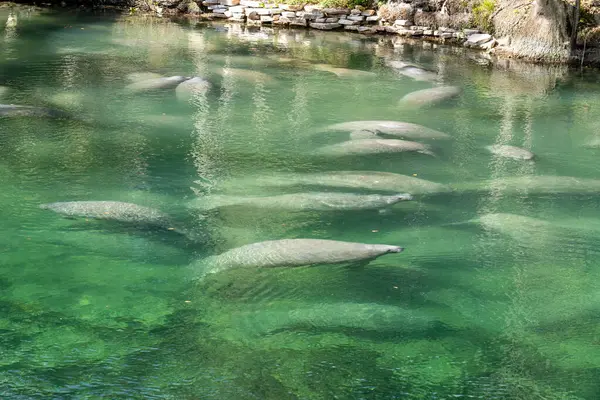 플로리다의 스프링 Blue Spring State Park 크리스탈 물에서 수영하는 플로리다 — 스톡 사진