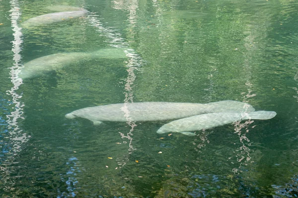Uma Manada Peixes Boi Flórida Trichechus Manatus Latirostris Nadando Água — Fotografia de Stock
