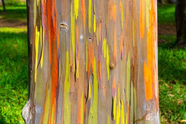 Kapa 'a, Kauai, Hawaii yakınlarındaki Keahua botanik bahçesinde gökkuşağı okaliptüs ağacı. Gökkuşağı okaliptüsü, ökaliptüs deglupta (ökaliptüs) familyasından ağaç türü..