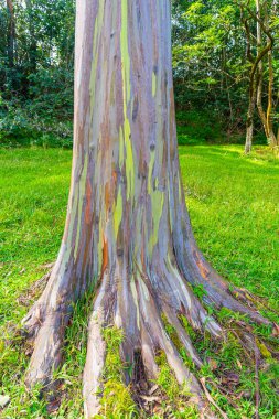 Kapa 'a, Kauai, Hawaii yakınlarındaki Keahua botanik bahçesinde gökkuşağı okaliptüs ağacı. Gökkuşağı okaliptüsü, ökaliptüs deglupta (ökaliptüs) familyasından ağaç türü..