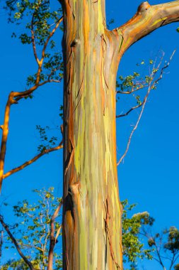 Kapa 'a, Kauai, Hawaii yakınlarındaki Keahua botanik bahçesinde gökkuşağı okaliptüs ağacı. Gökkuşağı okaliptüsü, ökaliptüs deglupta (ökaliptüs) familyasından ağaç türü..