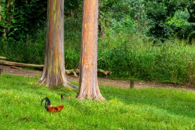 A rooster and a hen and Rainbow Eucalyptus trees in Kauai, Hawaii. Rainbow Eucalyptus is a tree of the species Eucalyptus deglupta with striking colored streaks on its bark. clipart