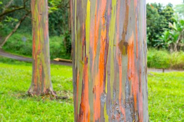 Kapa 'a, Kauai, Hawaii yakınlarındaki Keahua botanik bahçesinde gökkuşağı okaliptüs ağacı. Gökkuşağı okaliptüsü, ökaliptüs deglupta (ökaliptüs) familyasından ağaç türü..
