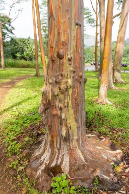 Kapa 'a, Kauai, Hawaii yakınlarındaki Keahua botanik bahçesinde gökkuşağı okaliptüs ağacı. Gökkuşağı okaliptüsü, ökaliptüs deglupta (ökaliptüs) familyasından ağaç türü..