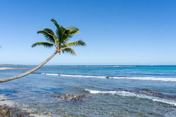 Kavisli Bir Hindistan Cevizi Palmiyesi Cocos Nucifera Denize Doğru Eğilir — Stok fotoğraf