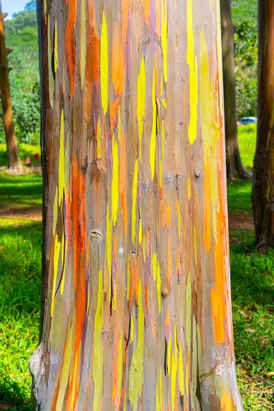 Rainbow Eucalyptus Tree Keahua Arboretum Kapa Kauai Hawaii Rainbow Eucalyptus — Stock Photo, Image