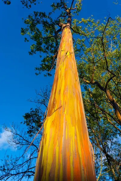 Regenbogen Eukalyptusbaum Keahua Arboretum Der Nähe Von Kapa Kauai Hawaii — Stockfoto