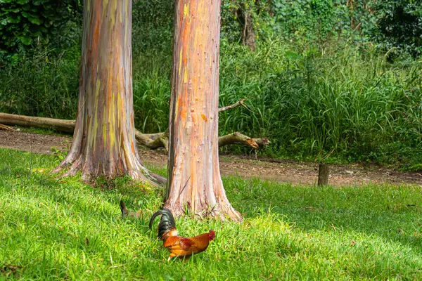 Kogut Kura Tęczowe Drzewa Eukaliptusa Kauai Hawaje Tęcza Eukaliptus Jest — Zdjęcie stockowe
