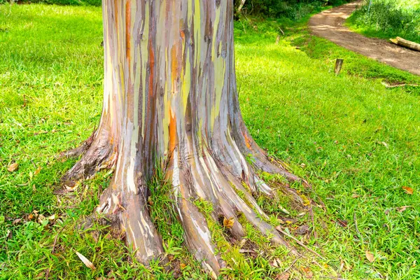 夏威夷考艾岛Kapa附近Keahua植物园的彩虹桉树 彩虹桉树 Rainbow Eucalyptus 是桉树 Eucalyptus Deglupta 的一种 树皮上有醒目的彩色条纹 — 图库照片