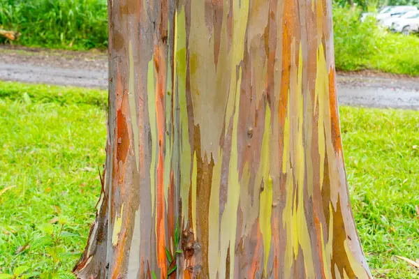 Rainbow Eucalyptus Tree Keahua Arboretum Kapa Kauai Hawaii Rainbow Eucalyptus — Stock Photo, Image