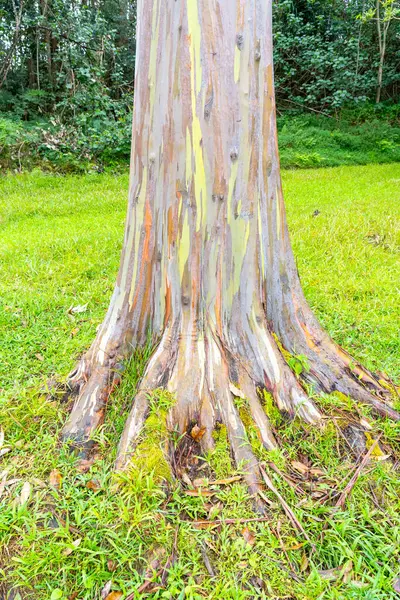 夏威夷考艾岛Kapa附近Keahua植物园的彩虹桉树 彩虹桉树 Rainbow Eucalyptus 是桉树 Eucalyptus Deglupta 的一种 树皮上有醒目的彩色条纹 — 图库照片