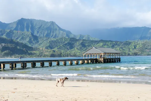 Abd Nin Hawaii Eyaletinin Kauai Kentinde Hanalei Rıhtımı Yakın Sahilde — Stok fotoğraf
