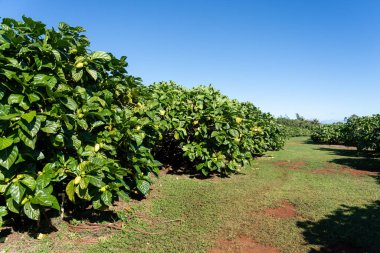 Hawaii, ABD 'de, Kauai' de bir organik Noni çiftliğindeki noni ağaçları. Noni ya da Morinda citrifolia, Rubiaceae familyasından bir ağaç türü.