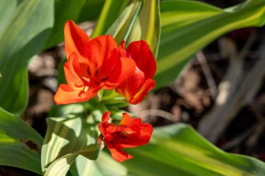 Tulipa praestanları paradoks çiçekleri. Aslen Akdeniz, Küçük Asya ve Kafkasyalı..