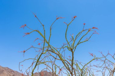 Baharda Kaliforniya 'daki Joshua Tree Ulusal Parkı' nda çiçek açan Ocotillo (Fouquieria splendens). Ocotillo bir çöl bitkisi..