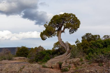 Birleşik Devletler, Colorado, Montrose yakınlarındaki Gunnison Ulusal Parkı 'nın Kara Kanyonu' ndaki Dragon Point 'te bükülmüş bir ardıç ağacı gövdesi..