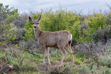 2023 yılında ABD 'nin Colorado eyaletindeki Gunnison Ulusal Parkı' nın Kara Kanyonu 'nda bulunan bir geyik dişi geyiği..