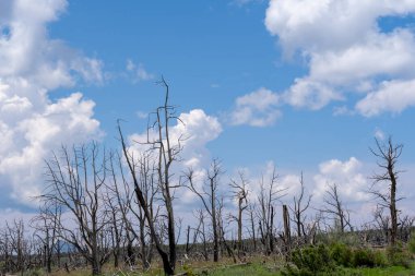 Sahadaki kuru ağaçların mavi bulutlu arkaplan görüntüsü