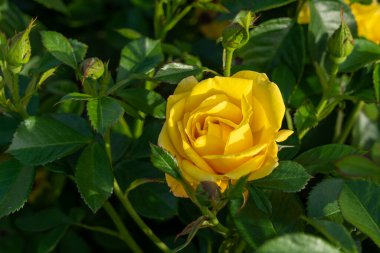 Bahçede yetişen güzel sarı güller.