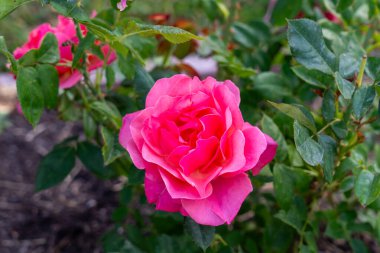 bahçede büyüyen güzel pembe güller.