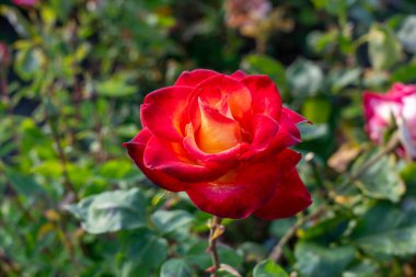 bahçede büyüyen güzel kırmızı gül.