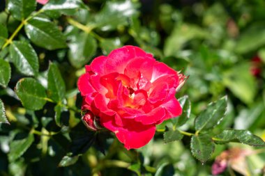 bahçede büyüyen güzel pembe güller.