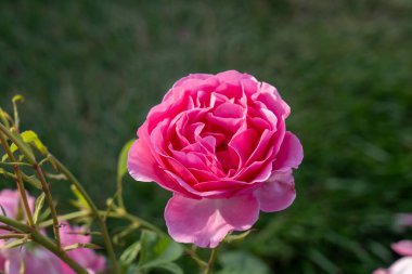 bahçede büyüyen güzel pembe güller.