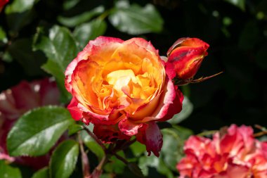 Bahçede yetişen güzel kırmızı ve sarı güller.